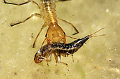 Predation of diving beetle larve by Great diving beetle (Dytiscus marginalis) larva in a pond - city of Couffy - Loir et Cher - France
