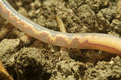 Part of the body of an Earthworm (Lumbricina sp) in a pond - Couffy - Loir et Cher - France