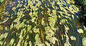 Algae growing in the Le Cher river due to pollution, rising temperatures and lack of rainfall - Couffy - Loir et Cher - France