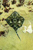 Undulate ray (Raja undulata) resting on a seaweed and sand background - Oleron Island - Atlantic ocean - France