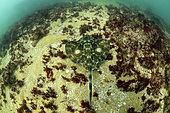 Undulate ray (Raja undulata) swimming on a seaweed and sand background - Oleron Island - Atlantic ocean - France