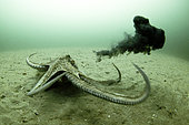 Poulpe commun (Octopus vulgaris) cherchant à s’échapper du photographe en envoyant un nuage d'encre - au large de l'ile d'Oléron - Océan atlantique - France