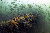 Starfishs (Asterias rubens) and Pouts (Trisopterus luscus) on and around the wreckage of a ship - Oleron island - Atlantic ocean - France