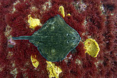 Undulate ray (Raja undulata) resting on a seaweed and sand background - Oleron Island - Atlantic ocean - France