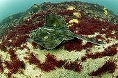 Undulate ray (Raja undulata) swimming on a seaweed and sand background - Oleron Island - Atlantic ocean - France