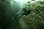 European conger (Conger conger) group sticking its head out of a hole in the hull of a wreck - Oleron island - Atlantic ocean - France