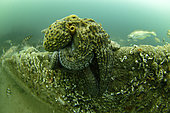 Common octopus (Octopus vulgaris) moving on the wreck of a steamer - Oleron island - Atlantic ocean - France