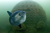 Sunfish (Mola mola) that moves in front of the boiler of the wreck of an old steamer on a bottom of 28 meters. - Oleron island - Atlantic ocean - France