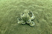 Common octopus (Octopus vulgaris) camouflaging itself on a sandy bottom - off the island of Oléron - Atlantic Ocean - France