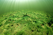 Algae growing in the Le Cher river due to pollution, rising temperatures and lack of rainfall - Couffy - Loir et Cher - France