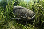 Wels catfish (Silurus glanis) at the bottom of the river Cher at rest - city of noyers sur cher - france