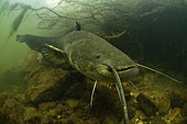 Wels catfish (Silurus glanis) at the bottom of the river Cher at rest - city of noyers sur cher - france