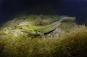 European eel (Anguilla anguilla) moving through seaweed in the middle of the night - Seudre estuary - Charente-Maritime - France