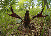 Red swamp crayfish (Procambarus clarkii) seeking to colonize new territories - Loir et Cher - France