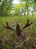 Red swamp crayfish (Procambarus clarkii) seeking to colonize new territories - Loir et Cher - France