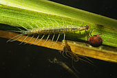 Water beetle (Dytiscidae sp) larva on a plant stem in a pond - Loir et Cher - France