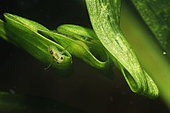 Water bug (Corixidae sp) on an aquatic plant leaf and newt eggs in the leaf - Loir et Cher - France