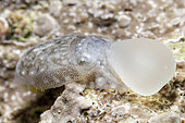 Common cuttlefish (Sepia officinalis) young just out of the egg with its food reserve - oleron island - atlantic ocean