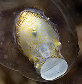 Vision of a young cuttlefish (Sepia officinalis) by transparency in its eg egg with its food reserve - Oleron island - Atlantic ocean - France
