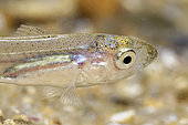 Speckled seabass (Dicentrarchus punctatus) juvenile during a night dive- Oléron island - France