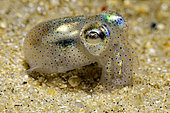 Sepiola (Sepiola atlantica) young moving on a sandy bottom - Oleron island - Atlantic ocean - France