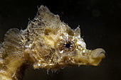 Portrait of a Short-snouted seahorse (Hippocampus hippocampus) during a night dive - Oleron island - France