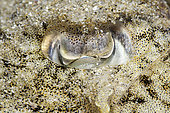 Detail of the Common cuttlefish (Sepia officinalis) eye and its camouflage - Oleron island - Atlantic ocean - France