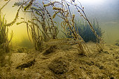 Young Northern pike (Esox lucius) moving in Le Cher river - city of Saint-Aignan sur Cher - France