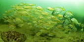 Group of Pouts (Trisopterus luscus) whiting and Bearded umbrine (Umbrina cirrosa) around a wreck off the island of Oleron - Oleron island - France