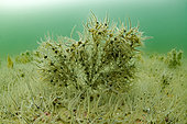 Grouping of brittlestars Ophiuroidea on a gorgonian off the island of oleron at a depth of 20 meters - ile d'Oléron - France