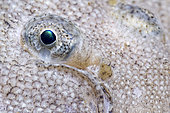 Detail of the eye of a Common Sole (Solea solea) - Oleron island - Atlantic ocean - France