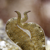 Détail des tentacules d'une Seiche commune (Sepia officinalis) dans la zone de l'estran sur la côte Ouest de l'île d'Oléron - île d'Oléron - Océan Atlantique - France