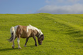 Shetland pony, Shetland Islands, Scotland