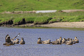 Great skua (Stercorarius skua) group bathing, Shetland, Scotland