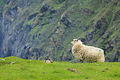 Ewe and her lamb (Ovis aries), Shetland, Scotland