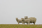 Ewe and her two lambs (Ovis aries), Shetland, Scotland