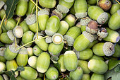 Acorn (Quercus sp), England