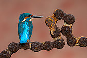 Common Kingfisher (Alcedo atthis) perched on an old chain, England