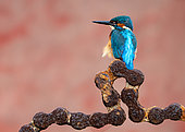 Common Kingfisher (Alcedo atthis) perched on an old chain, England