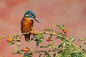 Common Kingfisher (Alcedo atthis) perched on a wild rose bush, England