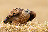 red kite (Milvus milvus) perched on a bale of straw, Angleterre