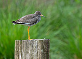 Redshank (Tringa totanus) perched on a fence post, England