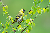 Siskin (Carduelis spinus) perched in a tree, England