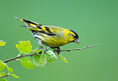 Siskin (Carduelis spinus) perched on a birch, England