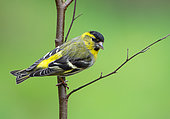 Siskin (Carduelis spinus) perched on a birch, England