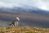 Arctic fox (Vulpes lagopus), running, Dovrefjell National Park, Norway, Europe