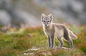 Arctic fox (Vulpes lagopus), young animal in Fjell, Dovrefjell National Park, Norway, Europe