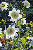 Anemone-flowered Dahlia, Dahlia 'Platinum Blonde' Breeder : Gitts (USA) 2007, flowers
