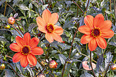 Red dahlia, Dahlia coccinea, Dahlia 'Mystic Ladies Scarlet' Breeder : Hammett (NZL), flowers
