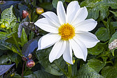 Single-flowered dahlia, Dahlia 'Innocence' Breeder : Turc (FRA) 2010, flower
